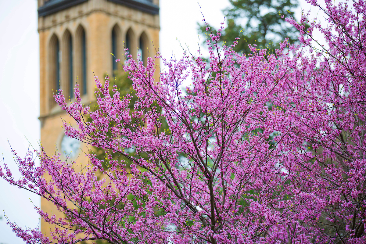 Floral bush with campanile in the background