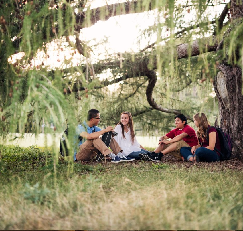 Four students, sitting under a large weeping willow tree that cascades around them as they chat on the lawn