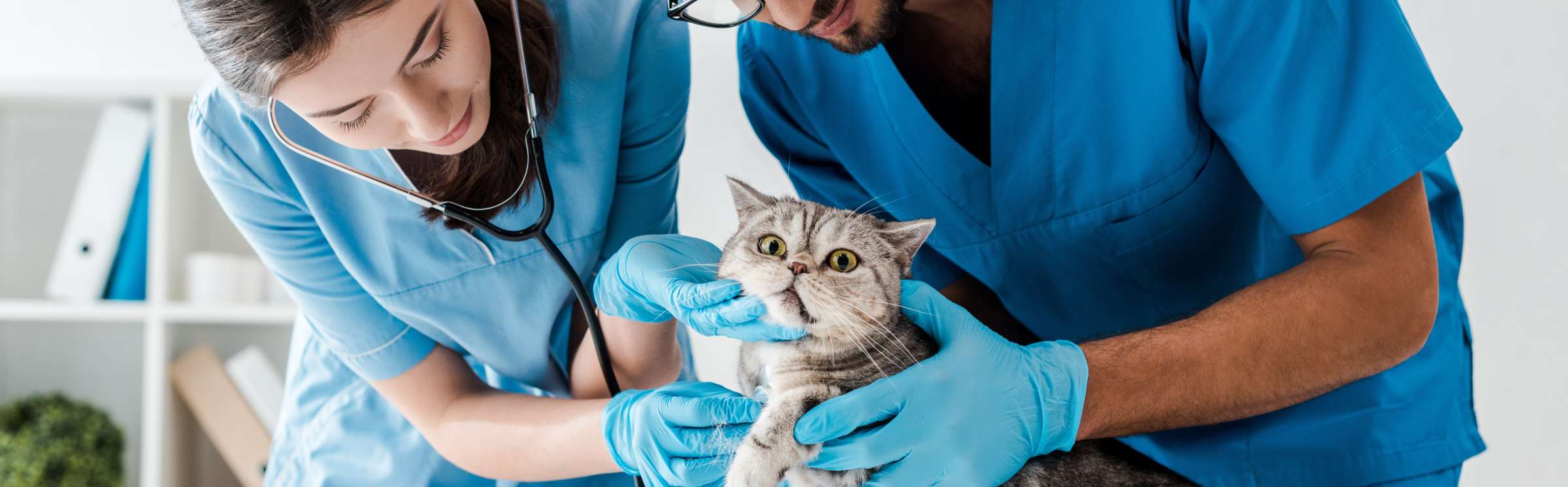 panoramic shot of two attentive veterinarians examining cute scottish straight cat with stethoscope