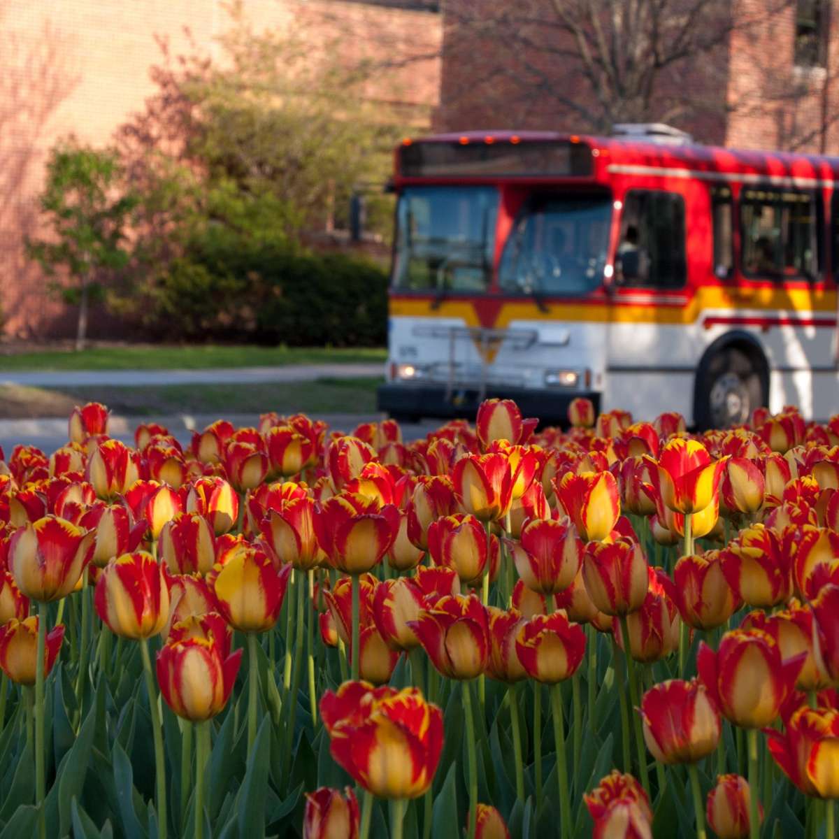 Photo of red and yellow tulips on campus with a cyride bus driving by