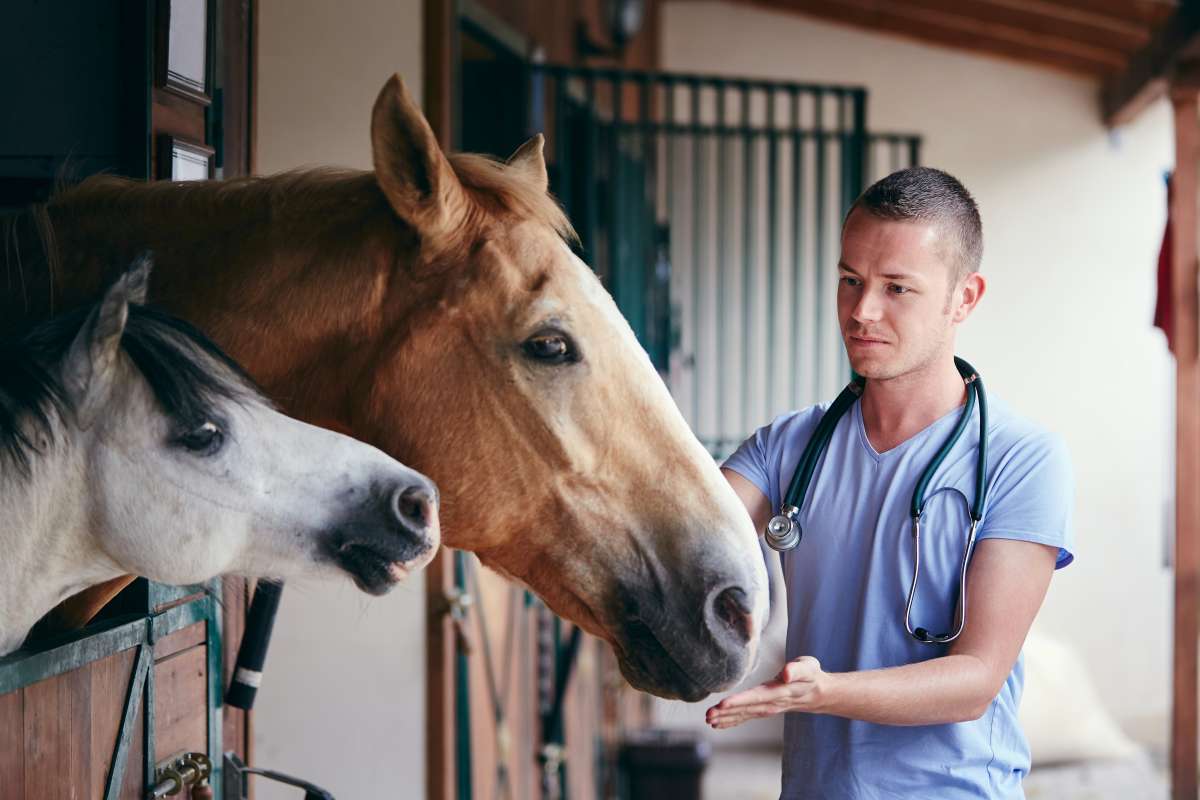 Vet Med student caring for two horses