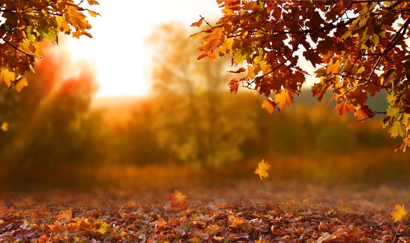 Photo with sun peeking out through tree branches in autumn, everything is orange, leaves are on the ground