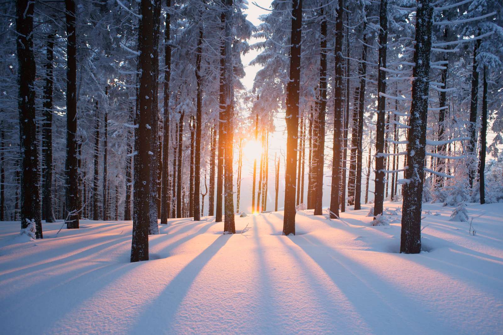 Photo looking into a large group of pine trees in the winter, covered in snow, at dusk with the sun peeking through