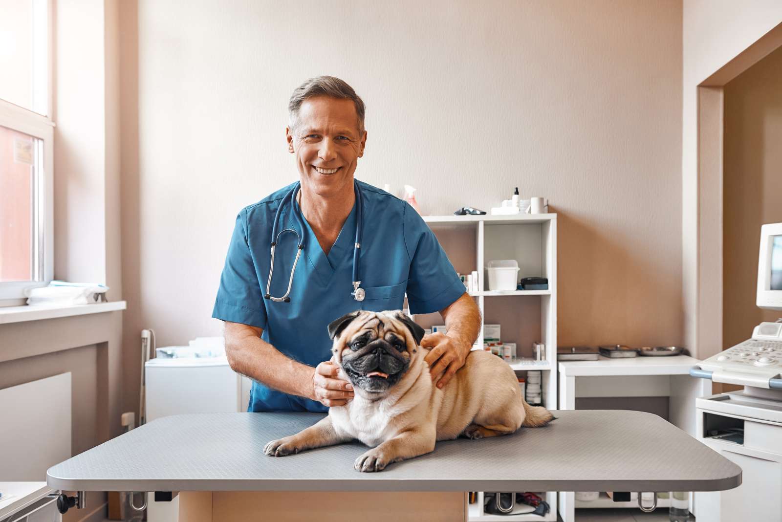Male veterinarian with a pug dog at the vet