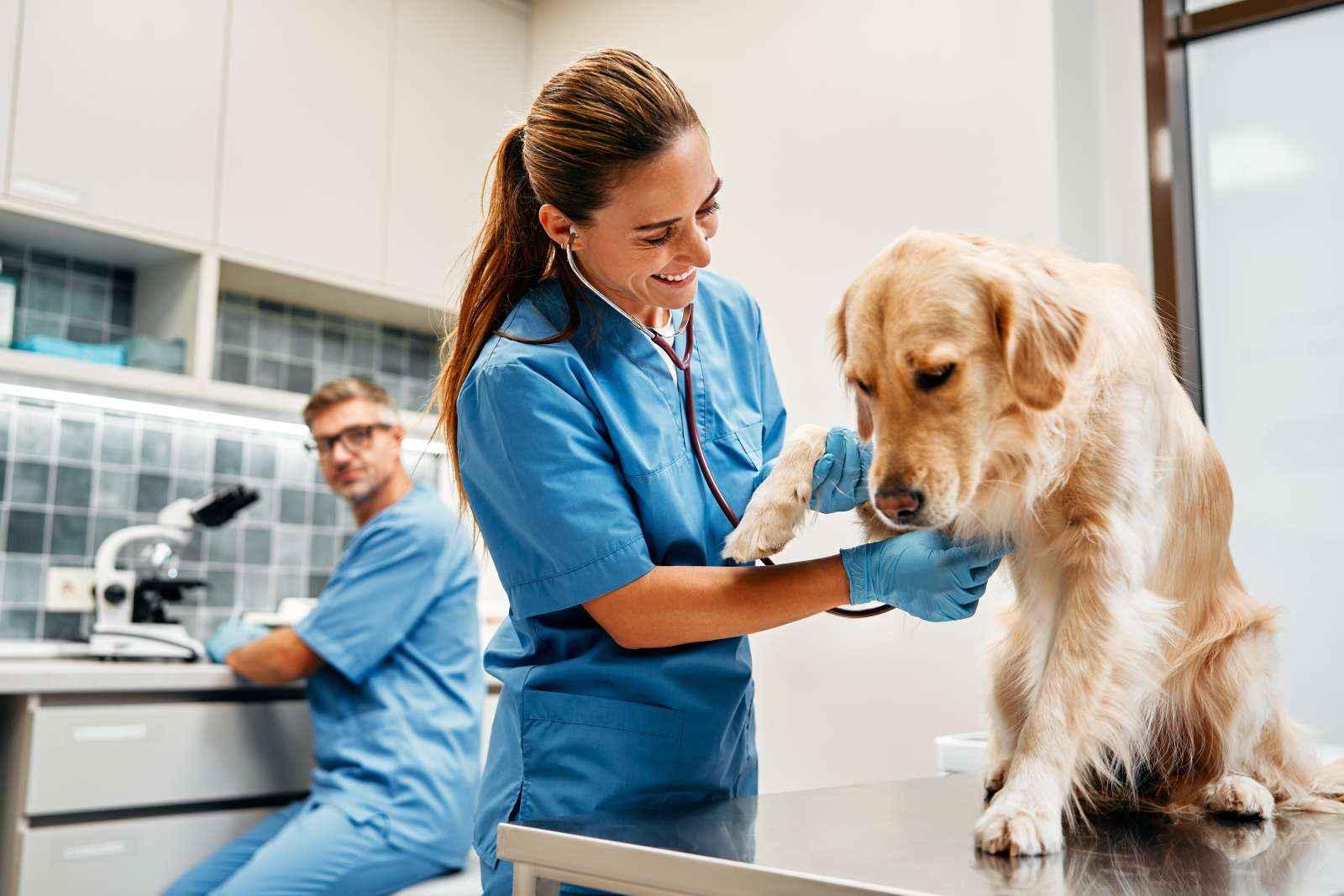 A female Vet Clinician caring for a golden retriever in a vet clinic